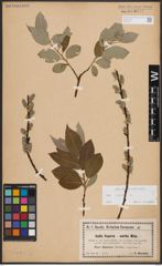 Foto von Salix caprea L.